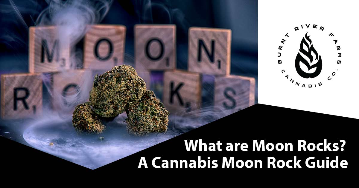 Image of Cannabis flower buds coated in oil and kief. Do you know what "Moon Rocks" are, and why they're being talked about in the cannabis industry? With the cannabis industry growing and evolving faster than ever, it's becoming increasingly difficult to keep up with all the different products, lingo, and trends. Burnt River Farms is here to explain everything you need to know about Moon Rocks. Our Moon Rocks are a unique product made from high-quality cannabis flower coated in oil and then rolled in kief for a smooth and flavorful experience. Get ahead of the game with Burnt River Farms' Moon Rocks today!